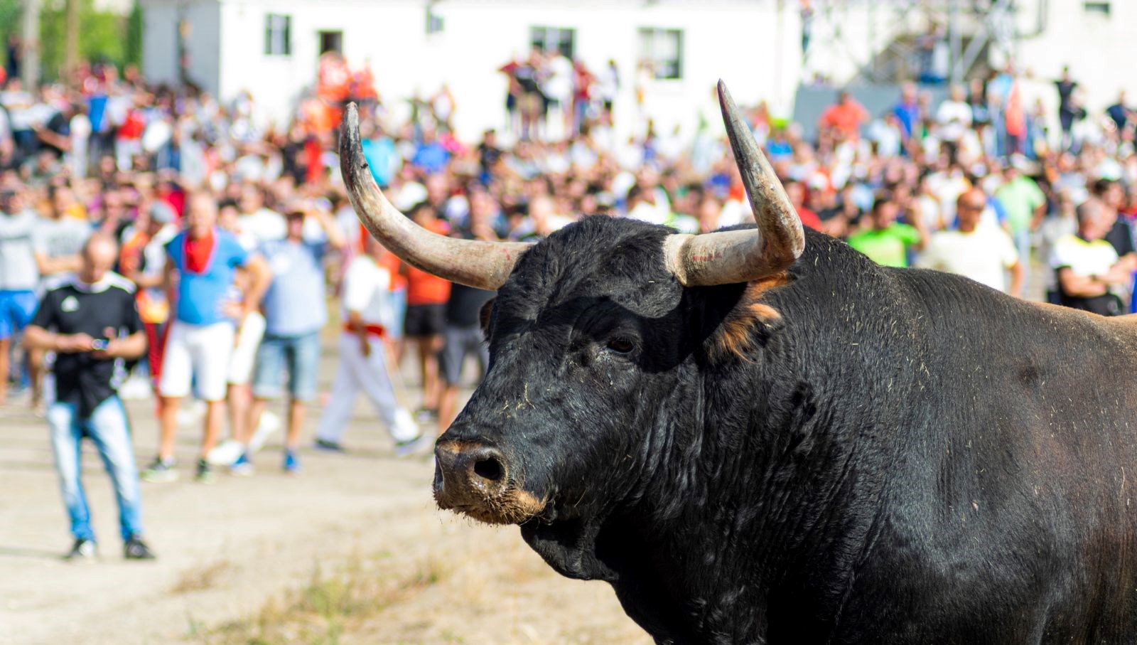 ispanyada kizgin boga park halindeki araci parcaldi EH67pVPl
