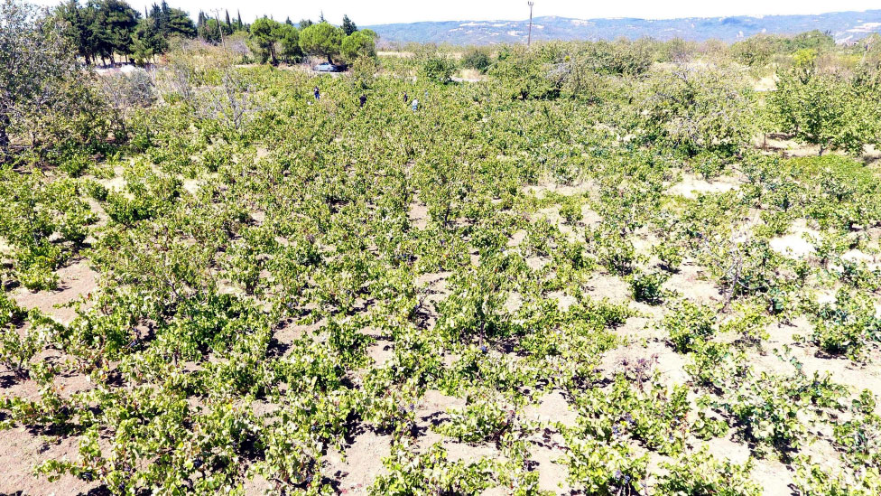 kuraklik etkisini gosterdi uzumde rekolte ve kalite kaybi yasandi qQ7XHL7g