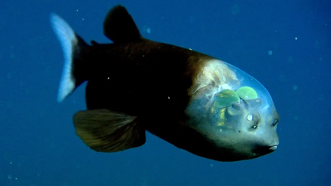 okyanuslarda gizlenen seffaf basli balik Zrf75Jq4