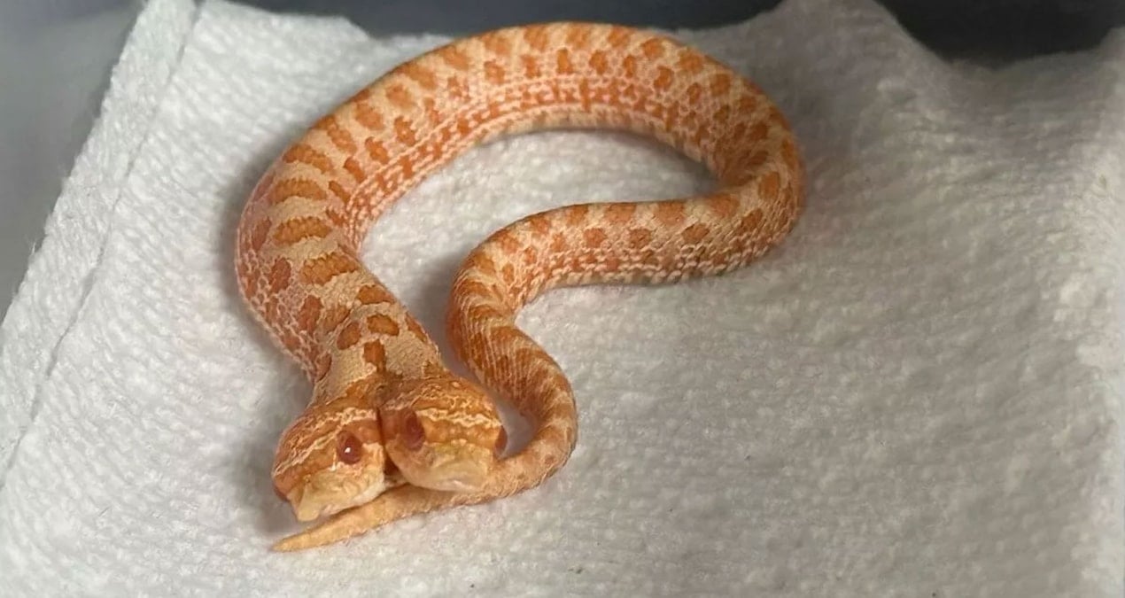 yumurtadan cikani gorunce gozlerine inanamadi 100 binde bir ihtimal zviqa3pM