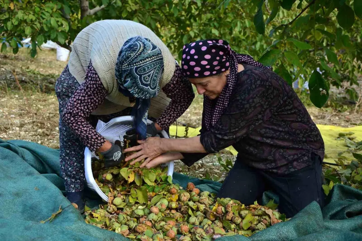 demircide ceviz hasadi basladi z2AixBz4.jpg