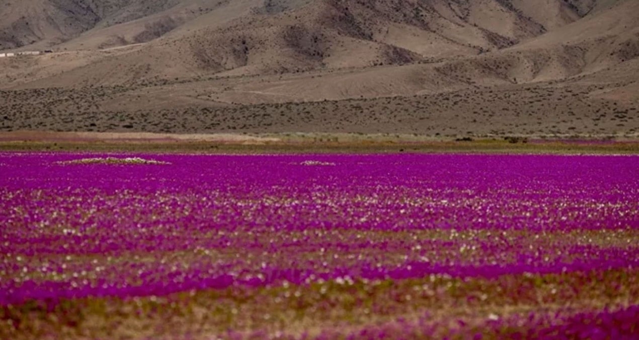 dunyanin en kurak colu cicek tarlasina dondu gormek icin akin ettiler uChP2vIt
