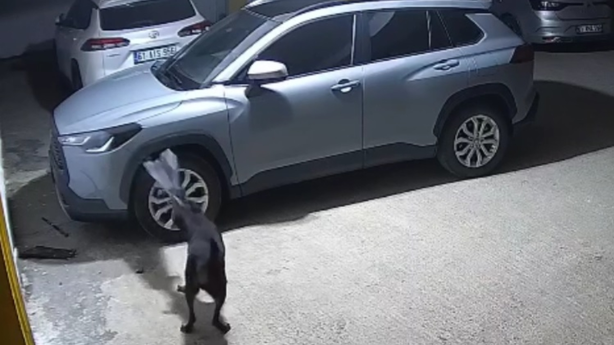 trabzonda kediyi kovalayan kopekler saklandigi araca zarar verdi FNn4BYWZ.jpg