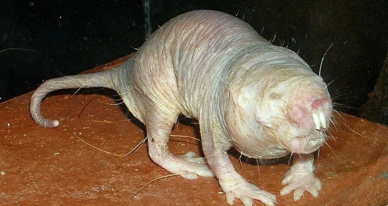 uzun yasamanin sirri farede ortaya cikti ND2jfKPp.jpg