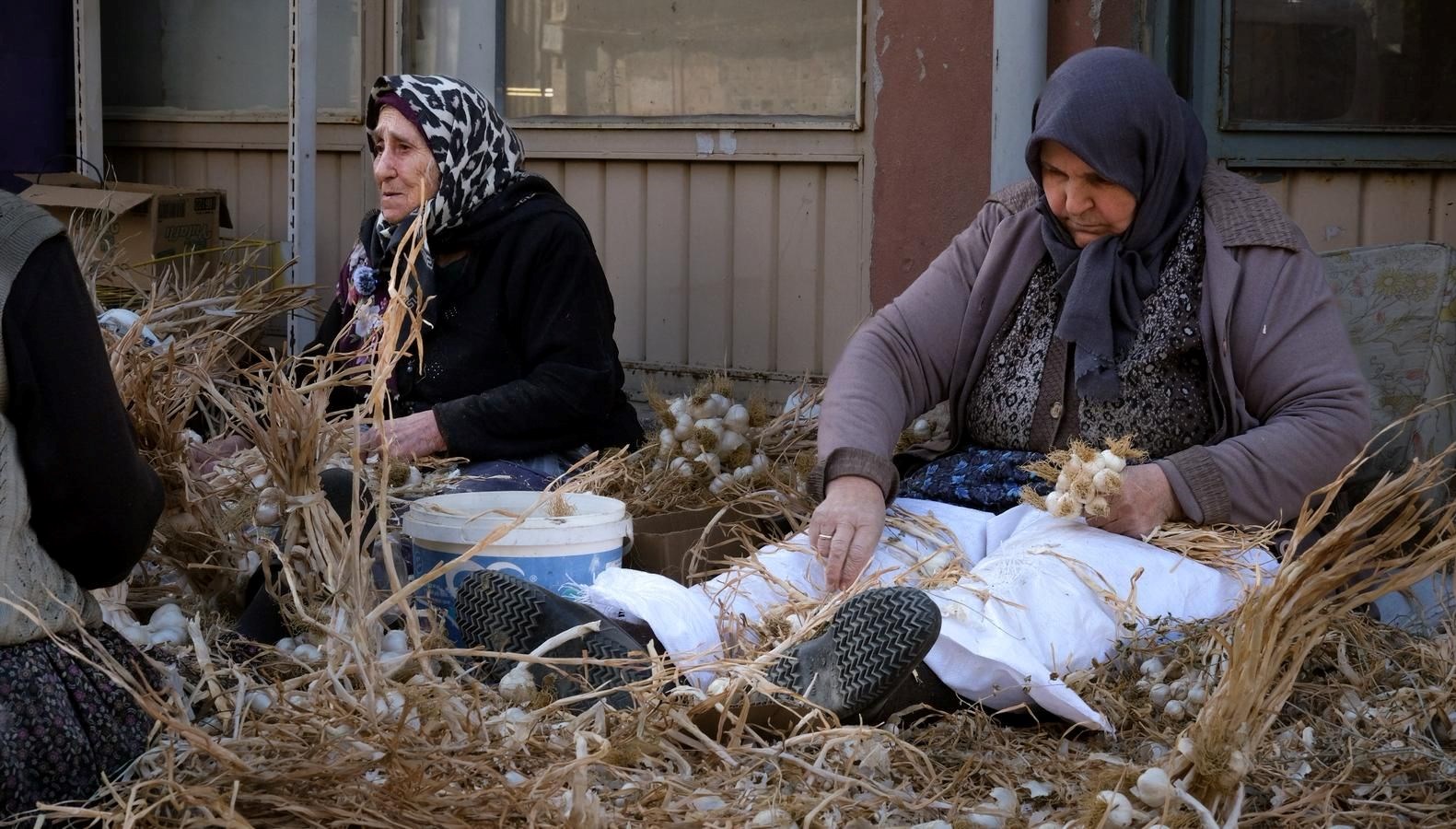 beyaz altin olarak biliniyor hasat sonrasi yogun mesai G8DNYOvF.jpg