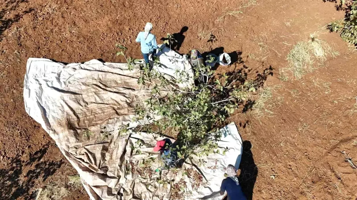 idilde fistik hasadi umut asiladi xMmd5PSz.jpg