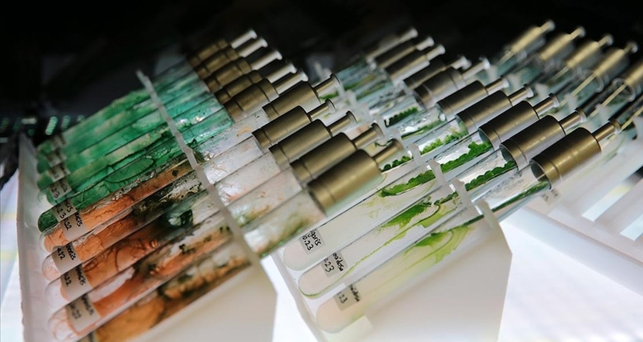 turk bilim insanlarindan dunya capinda bulus murekkep baligindan dogal gunes kremi RPXl3jI4.jpg