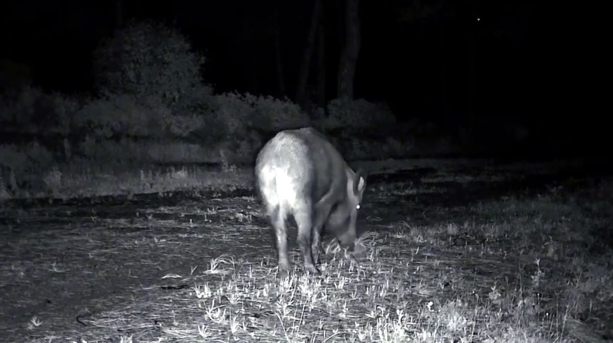 Ganos Dağı’nda Yaban Hayatı Zenginliği Ortaya Çıktı