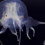 1,5 Santimetre Boyunda, 24 Gözlü ve Beyinsiz: Yeni Denizanası Türü Keşfedildi