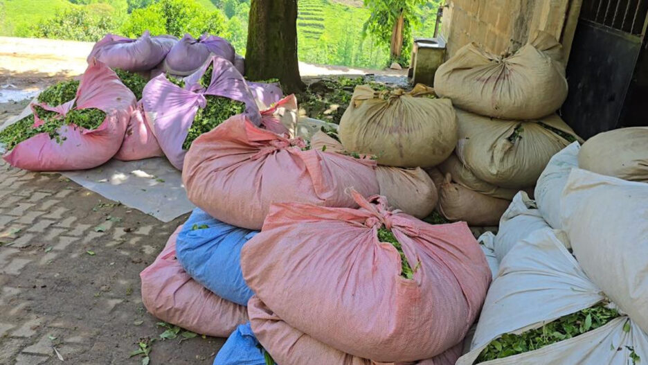 ÇAYKUR 2026 Çay Hasat Sezonunu Başlattı: İlk Günde 900 Ton Yaş Çay Alındı