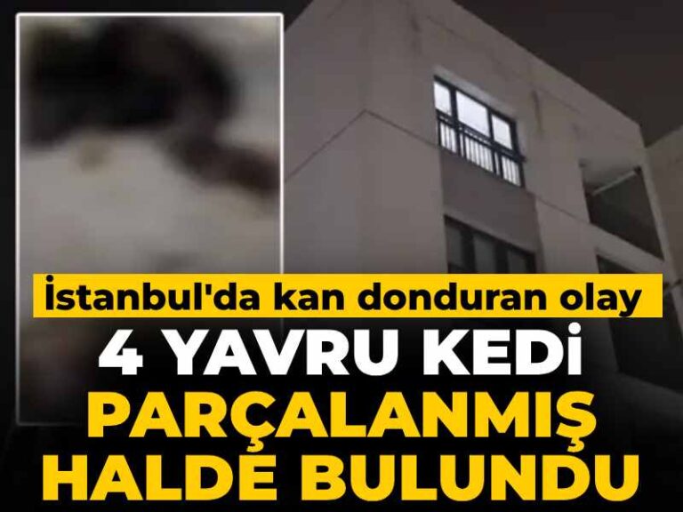 istanbulda-kan-donduran-olay-4-yavru-kedi-parcalanmis-halde-bulundu-OgrKOji6