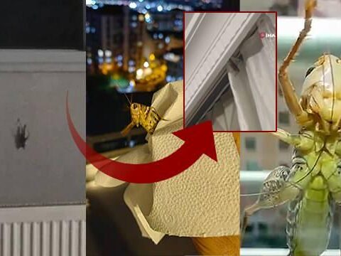 Balkanlardan geliyorlar istanbulda alarm bircok ilcede goruldu evlerin iclerine girdi 1784456399 5884 w620 h360