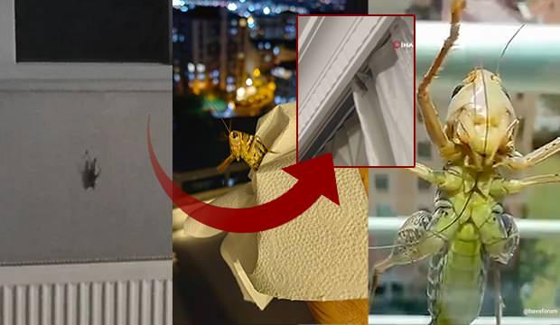 Balkanlardan geliyorlar istanbulda alarm bircok ilcede goruldu evlerin iclerine girdi 1784456399 5884 w620 h360